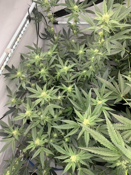8.Grow: Papayton#1 aka. Limmer Papayton. Week 23 - 22.7.