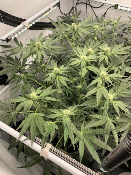 8.Grow: Z42. Week 11 - 22.7.-Z42#1