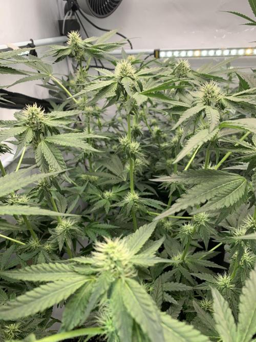 8.Grow: Z42. Week 11 - 22.7.-Z42#1