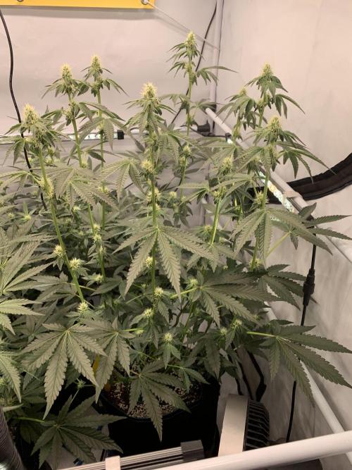 8.Grow: Z42. Week 11 - 22.7.-Z42#2