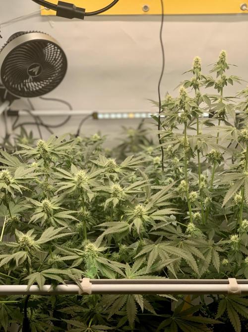 8.Grow: Z42. Week 11 - 26.7.