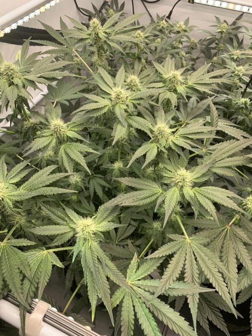 8.Grow: Z42. Week 11 - 26.7.-Z42#1