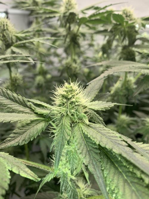 8.Grow: Z42. Week 11 - 26.7.-Z42#1