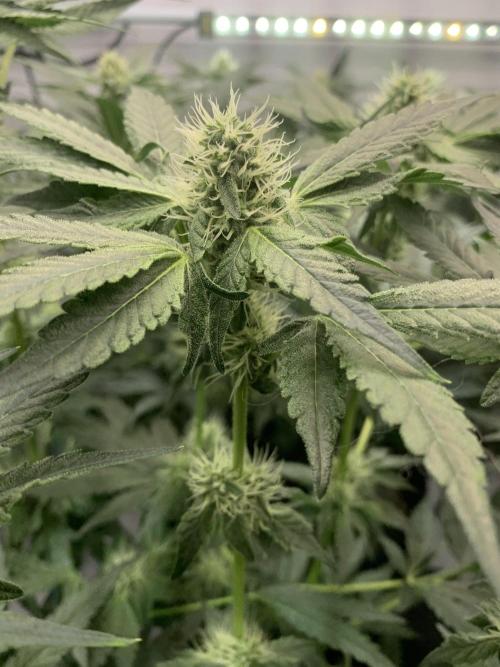 8.Grow: Z42. Week 11 - 26.7.-Z42#1