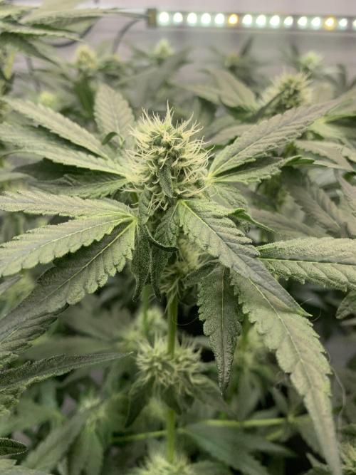 8.Grow: Z42. Week 11 - 26.7.-Z42#1