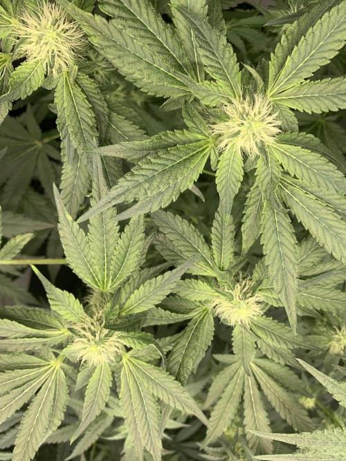 8.Grow: Z42. Week 11 - 26.7.-Z42#1
