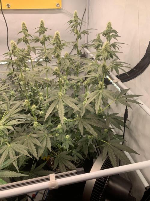 8.Grow: Z42. Week 11 - 26.7.-Z42#2