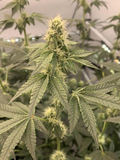 8.Grow: Z42. Week 11 - 26.7.-Z42#2