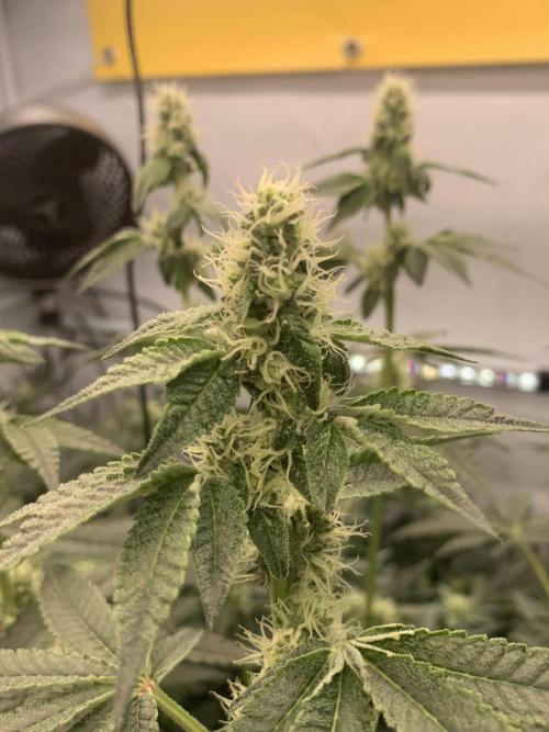 8.Grow: Z42. Week 11 - 26.7.-Z42#2
