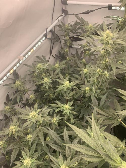 8.Grow: Papayton#1 aka. Limmer Papayton. Week 24 - 28.7.