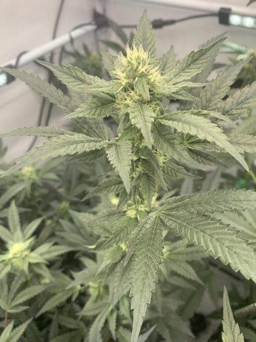 8.Grow: Papayton#1 aka. Limmer Papayton. Week 24 - 28.7.