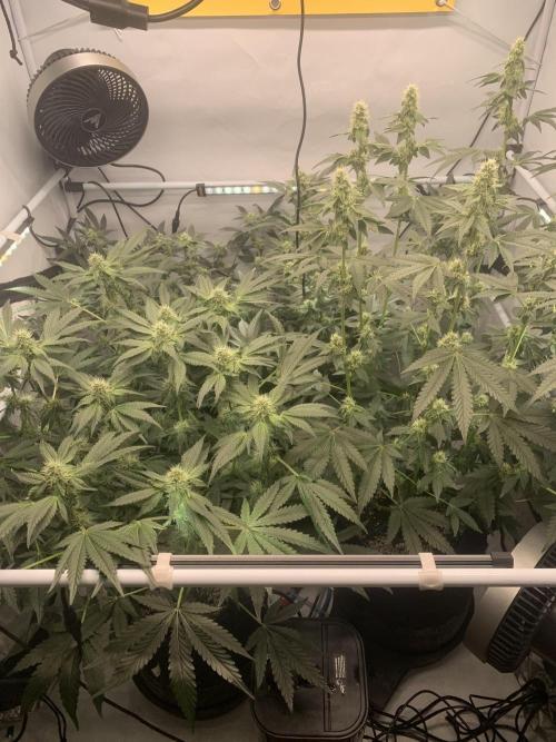8.Grow: Z42. Week 12 - 28.7.