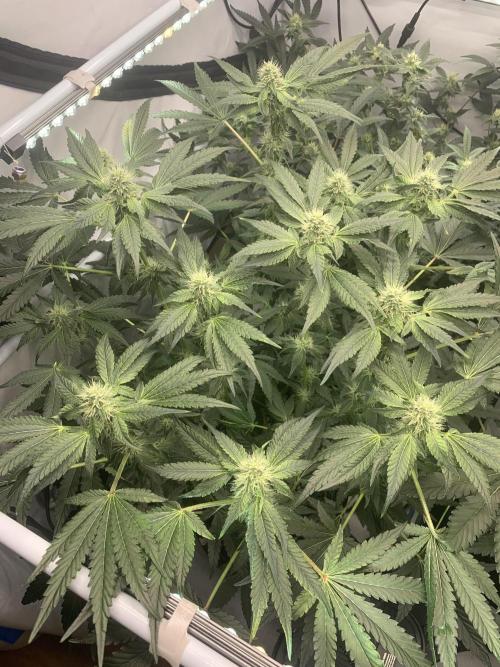 8.Grow: Z42. Week 12 - 28.7.-Z42#1