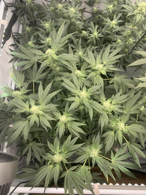 8.Grow: Z42. Week 12 - 28.7.-Z42#1