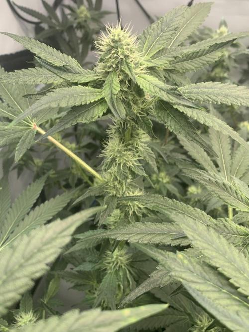 8.Grow: Z42. Week 12 - 28.7.-Z42#1