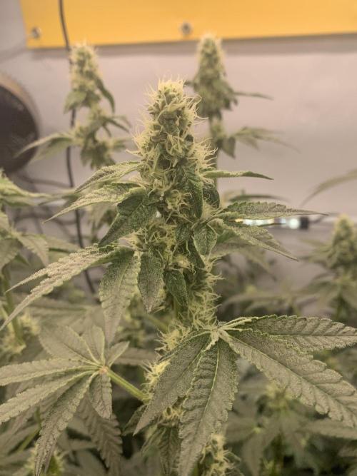 8.Grow: Z42. Week 12 - 28.7.-Z42#2
