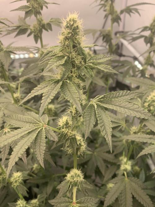 8.Grow: Z42. Week 12 - 28.7.-Z42#2