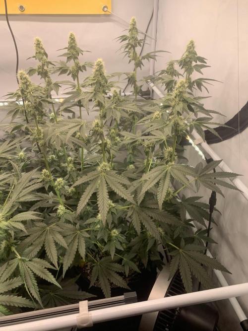 8.Grow: Z42. Week 12 - 28.7.-Z42#2