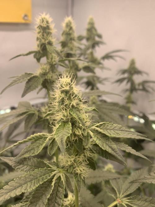 8.Grow: Z42. Week 12 - 28.7.-Z42#2