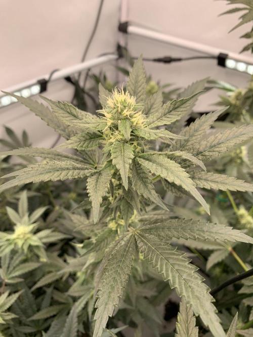 8.Grow: Papayton#1 aka. Limmer Papayton. Week 24 - 29.7.