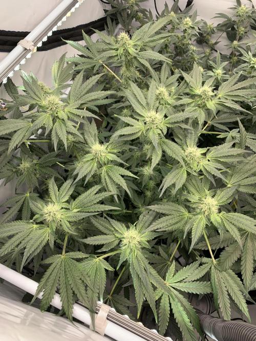 8.Grow: Z42. Week 12