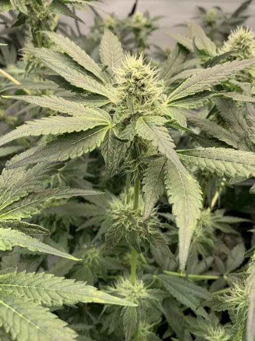 8.Grow: Z42. Week 12