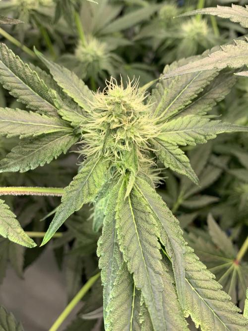 8.Grow: Z42. Week 12