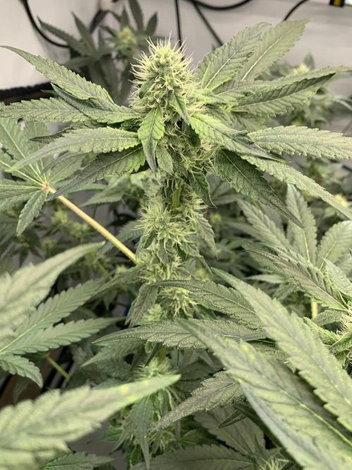8.Grow: Z42. Week 12