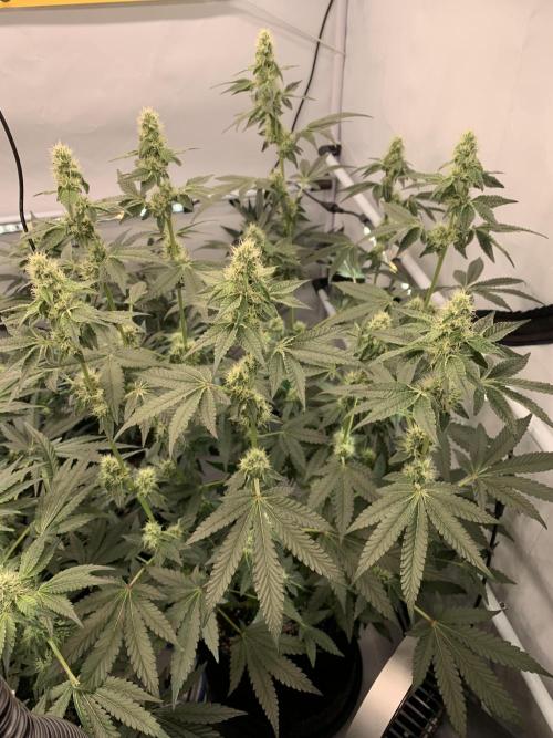 8.Grow: Z42. Week 12