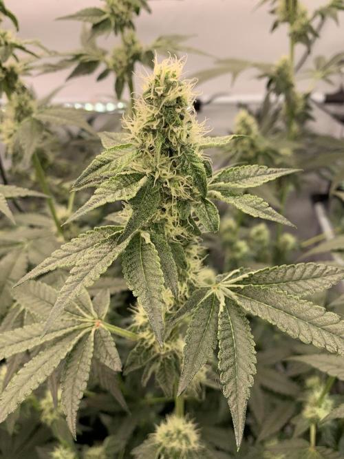 8.Grow: Z42. Week 12