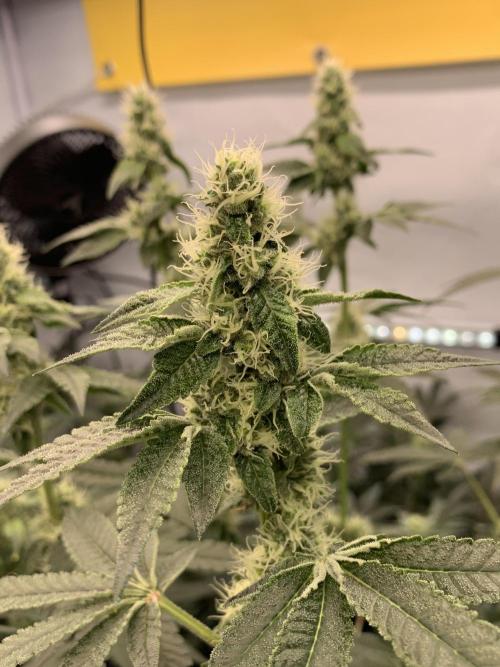 8.Grow: Z42. Week 12