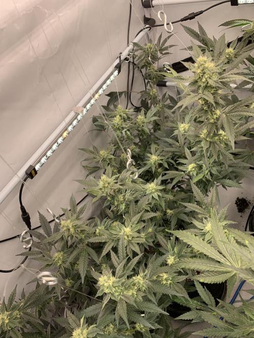 8.Grow: Papayton#1 aka. Limmer Papayton. Week 25