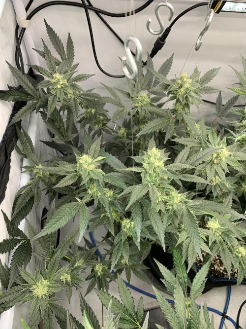 8.Grow: Papayton#1 aka. Limmer Papayton. Week 25