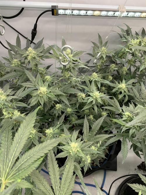8.Grow: Papayton#1 aka. Limmer Papayton. Week 25