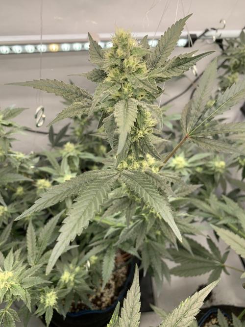 8.Grow: Papayton#1 aka. Limmer Papayton. Week 25