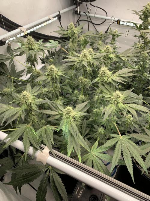 8.Grow: Z42. Week 13