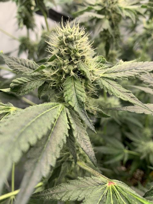 8.Grow: Z42. Week 13