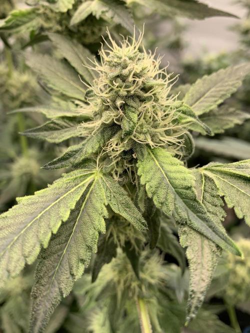 8.Grow: Z42. Week 13