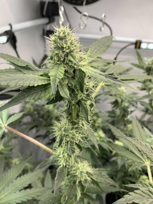 8.Grow: Z42. Week 13