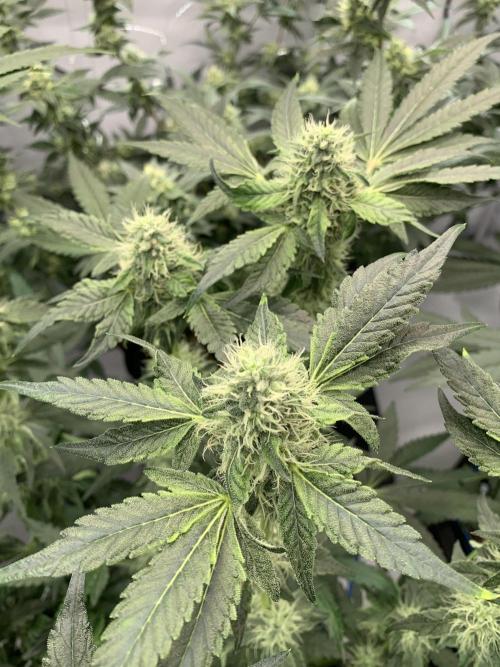 8.Grow: Z42. Week 13