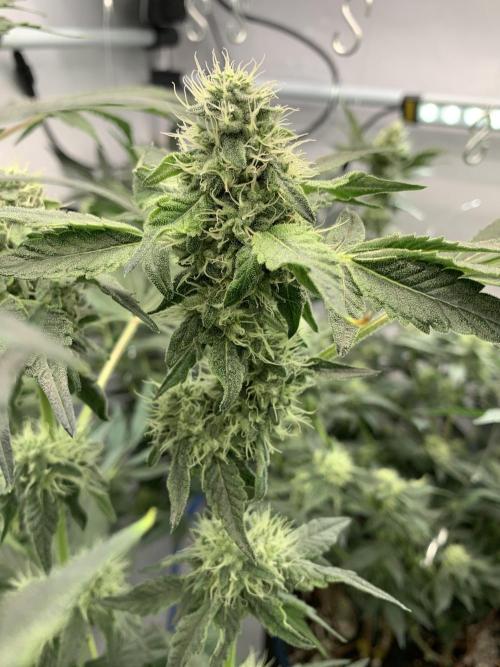 8.Grow: Z42. Week 13