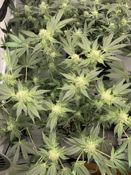 8.Grow: Z42. Week 13