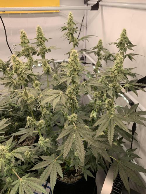 8.Grow: Z42. Week 13