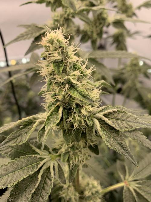 8.Grow: Z42. Week 13