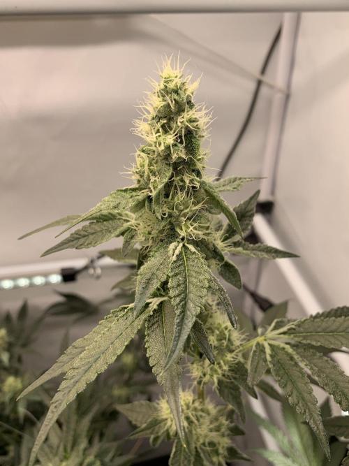 8.Grow: Z42. Week 13
