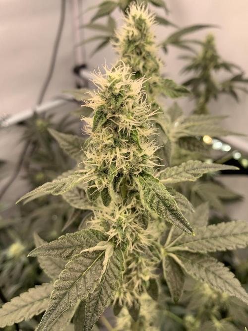 8.Grow: Z42. Week 13