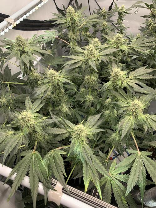 8.Grow: Z42. Week 13