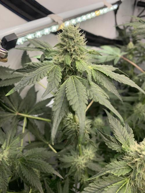 8.Grow: Z42. Week 13