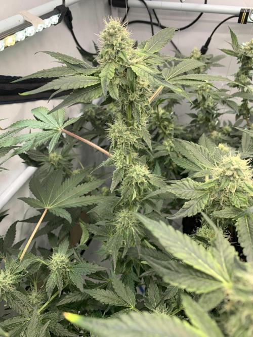 8.Grow: Z42. Week 13
