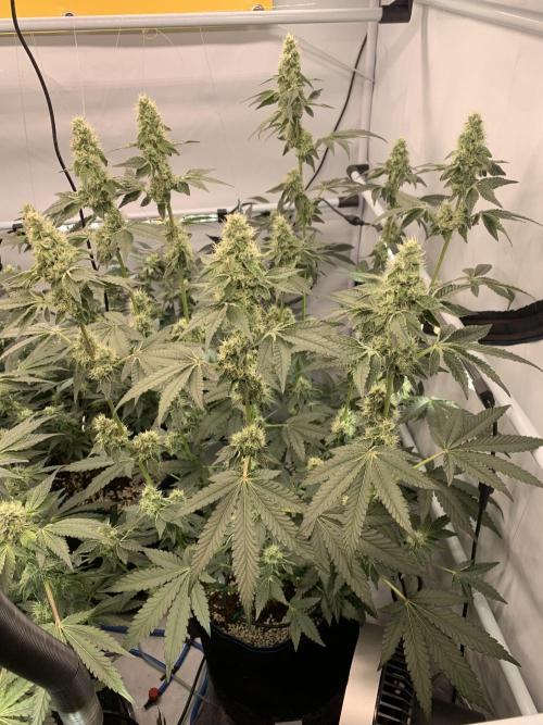 8.Grow: Z42. Week 13